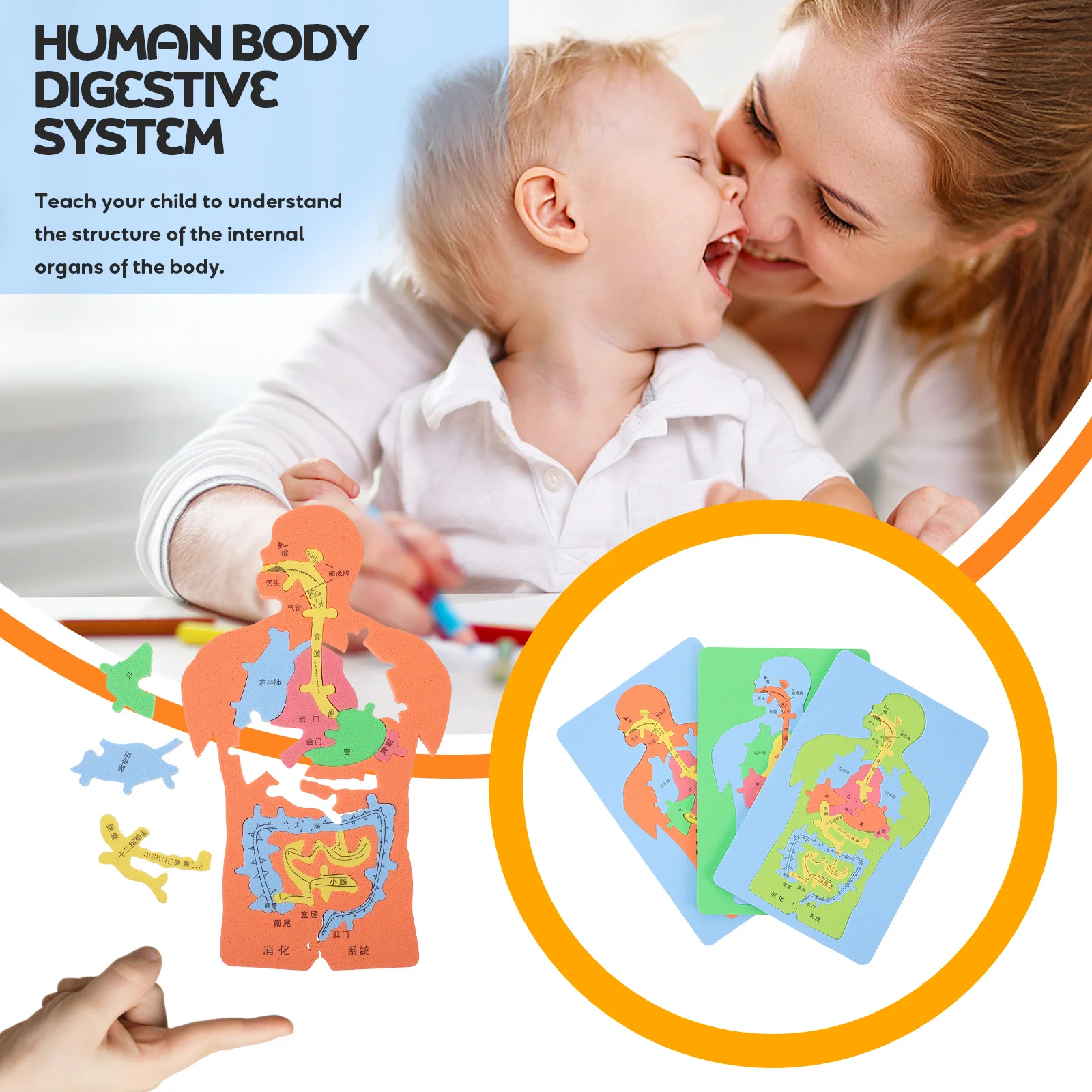 Puzzle d'organes humains Eva, 3 pièces, assemblage d'organes cognitifs éducatifs, aide pédagogique pour enfants, apprentissage de l'anatomie, système digestif