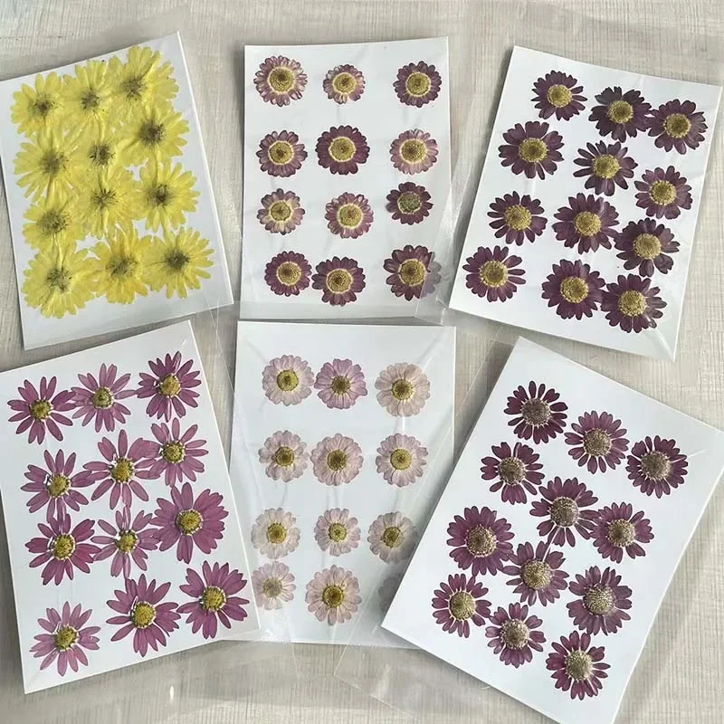 24PCS/3.5-5CM Real Natural Dried Pressed Margaret Flower Heads,Dry Press Sunflower Flowers For Resin Jewellery Art Supplies