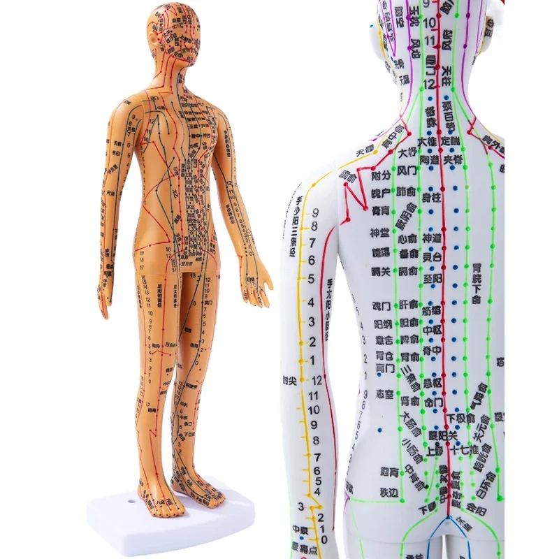 Female Male Acupuncture Model 35cm with Chinese Points & Base PVC Human Body Acupuncture Model Acupuncture Point Model DIY