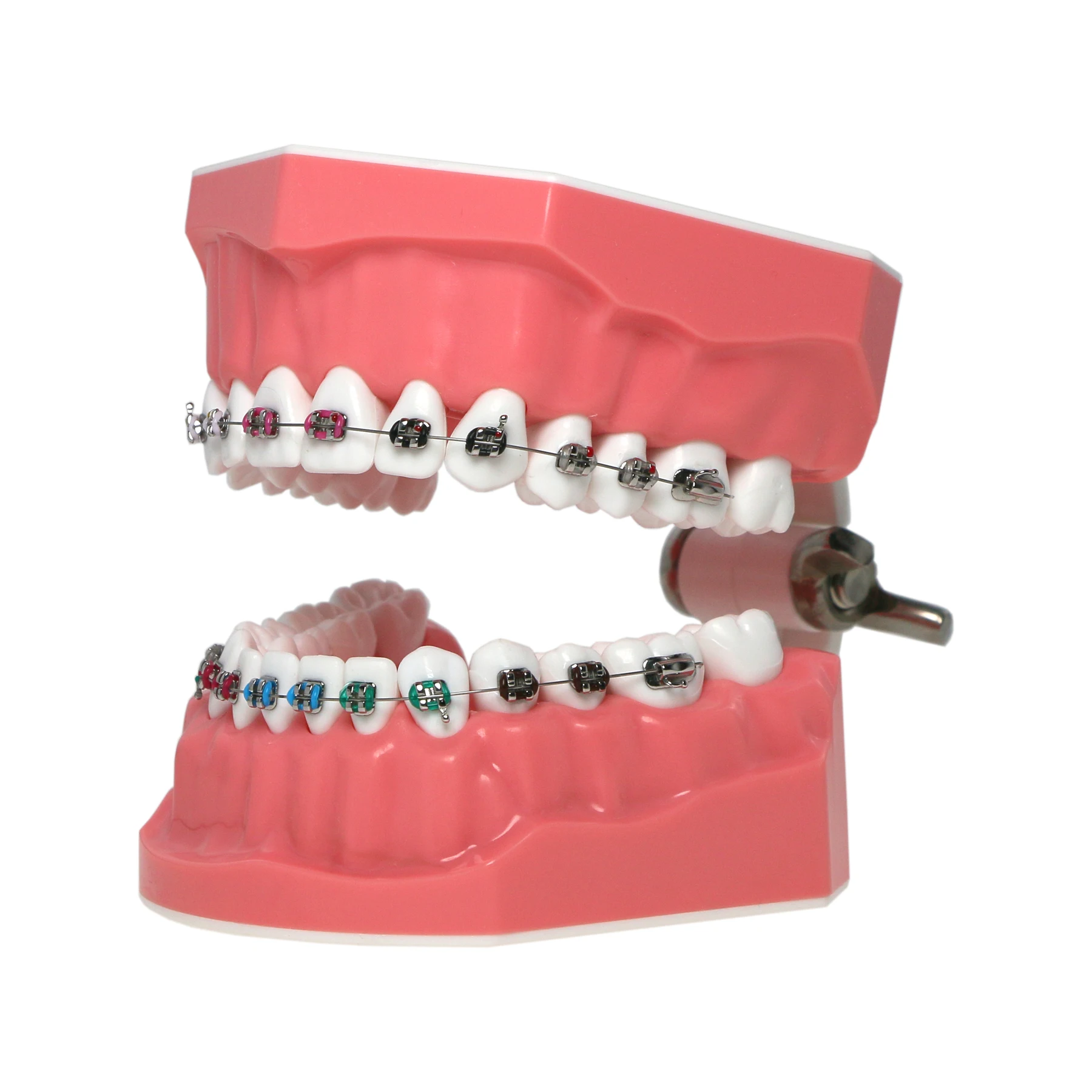 Dental Typodont Orthodontic Teeth Model 1:1 Standard Demo Teach Study With Archwire Ligature Ties Metal Brackets Buccal Tube