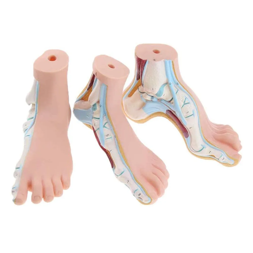3Pcs Foot Anatomical Model Human Foot Ankle Joint Model Anatomical with Ligament Teaching Model PVC Supplies