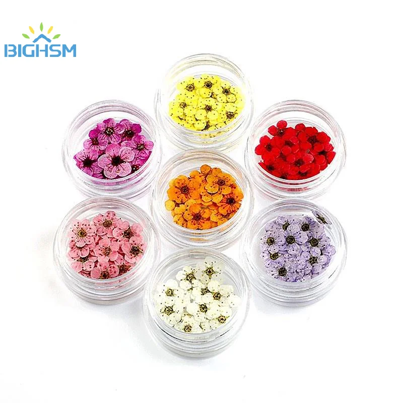 20Pcs/box Pressed Dried Narcissus Plum Blossom Flower For Epoxy Resin Jewelry Making Nail Art Craft DIY Decoration Accessories