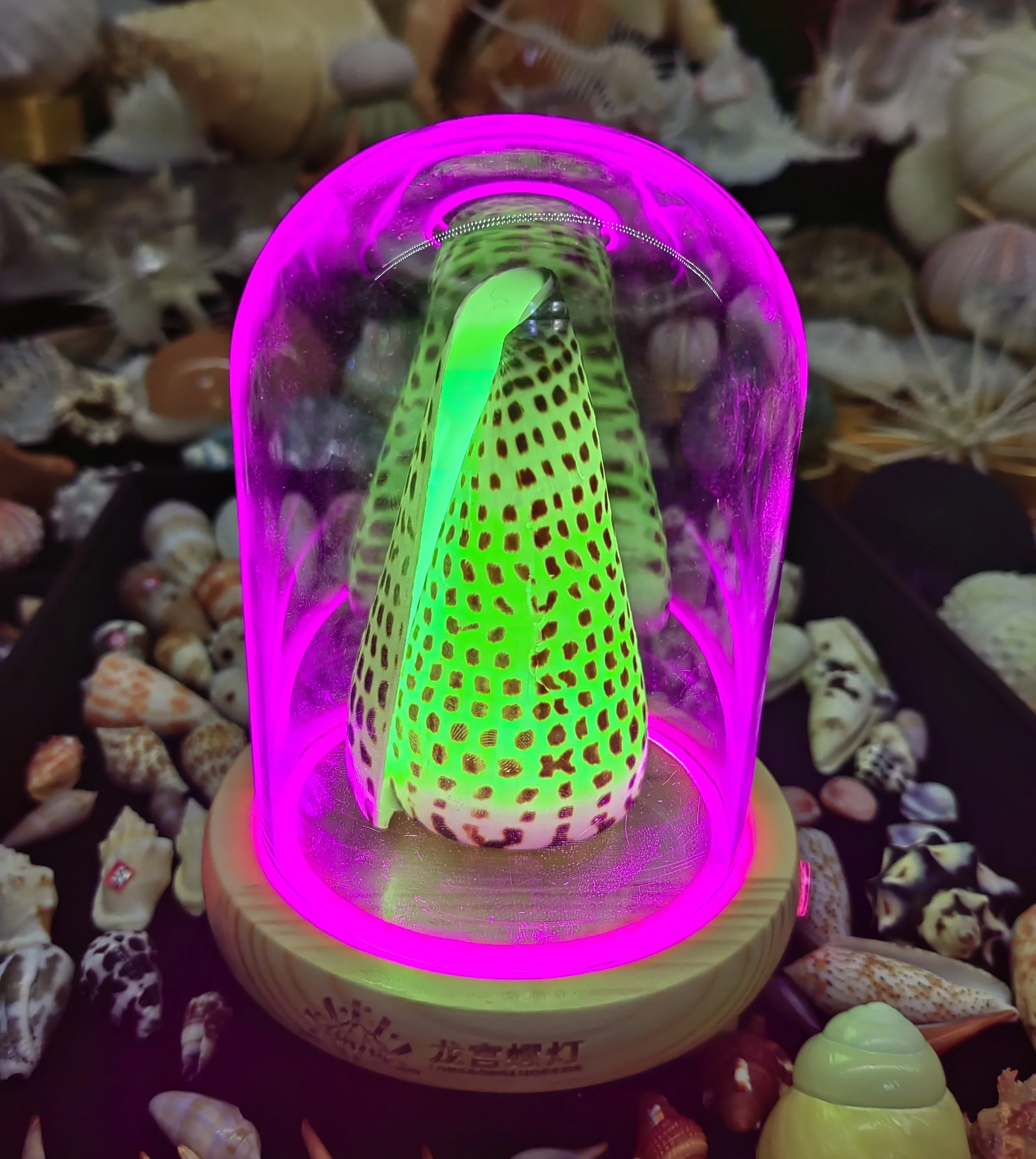 Natural Conch Advanced Color Changing Touch Charging Conch Seashells Night Light Handmade