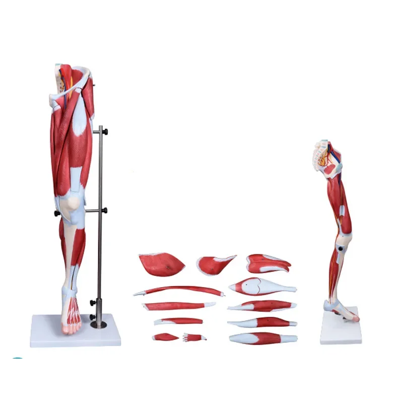 Human Lower Limb Anatomical Leg Anatomy Muscle Model For Medical Science Education