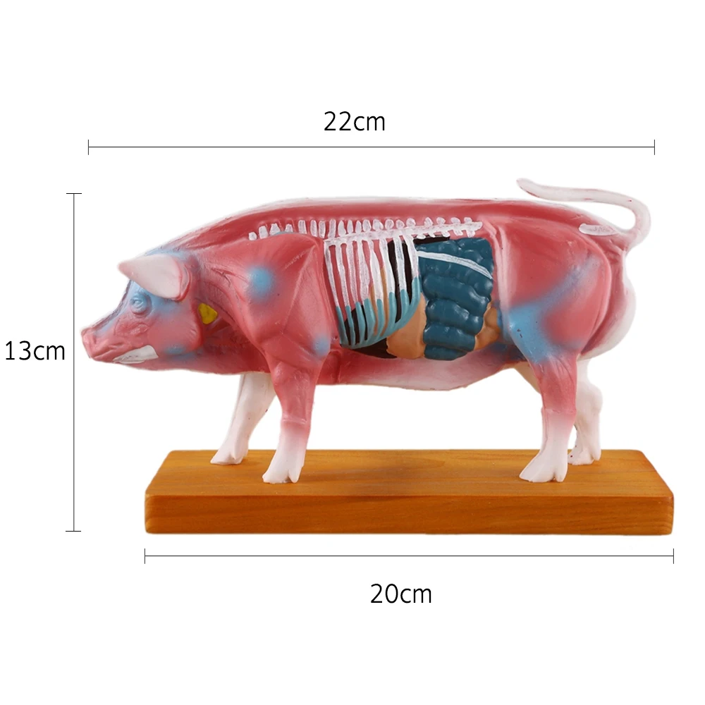 

Pig Model Animal Body Point Model Pig Anatomy Models Teaching Practice Training Pig Body Acupuncture Point Model 1 Pcs