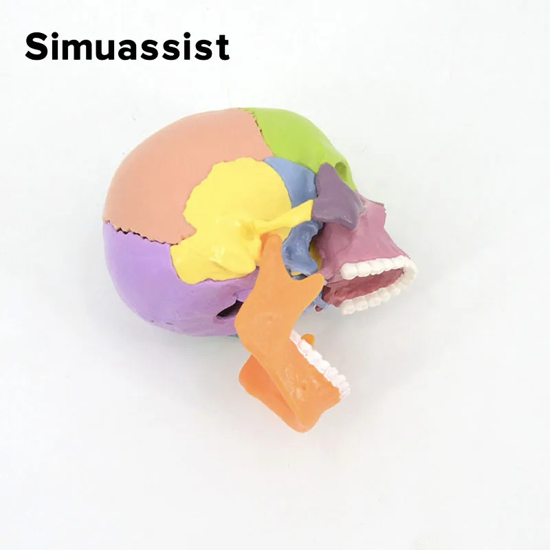 15PCS/SET 4D Disassembled Color Mini Skull Anatomy Model Human Anatomy Skull Puzzle Medical Teaching Tool