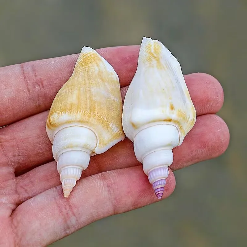 Natural Conch Shell Short-tailed Phoenix Gold Axe Fish Tank Aquarium Landscaping Decoration Home Collection Specimen Ornament