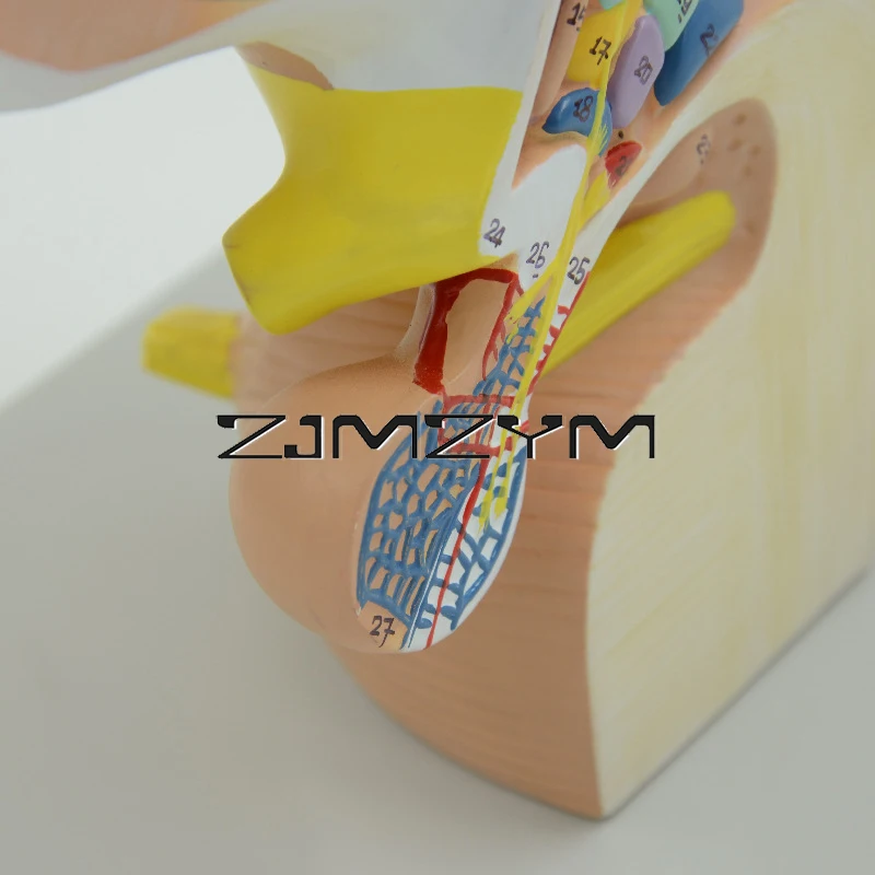 Modelo Visual do Ensino do Cérebro, Modelo do Cérebro Humano, Modelo Thalamics, 4 Componente