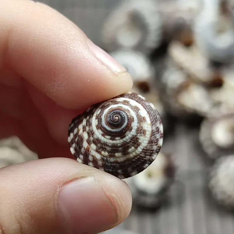 100pcs Spiral Shell Beads Ocean Beach Spiral Seashells Craft Candle Making Home Decoration Beach Theme Party Wedding Decor