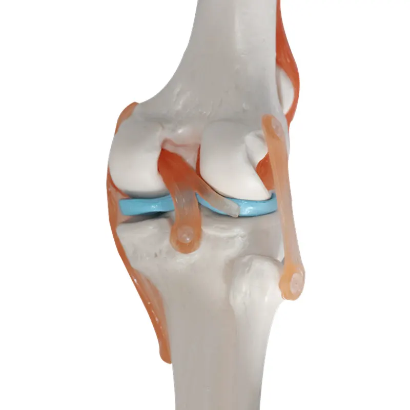 Skeleton Knee Joint Anatomy Models Skeleton Model with Ligaments Joint Model Medical Science Teaching Supplies