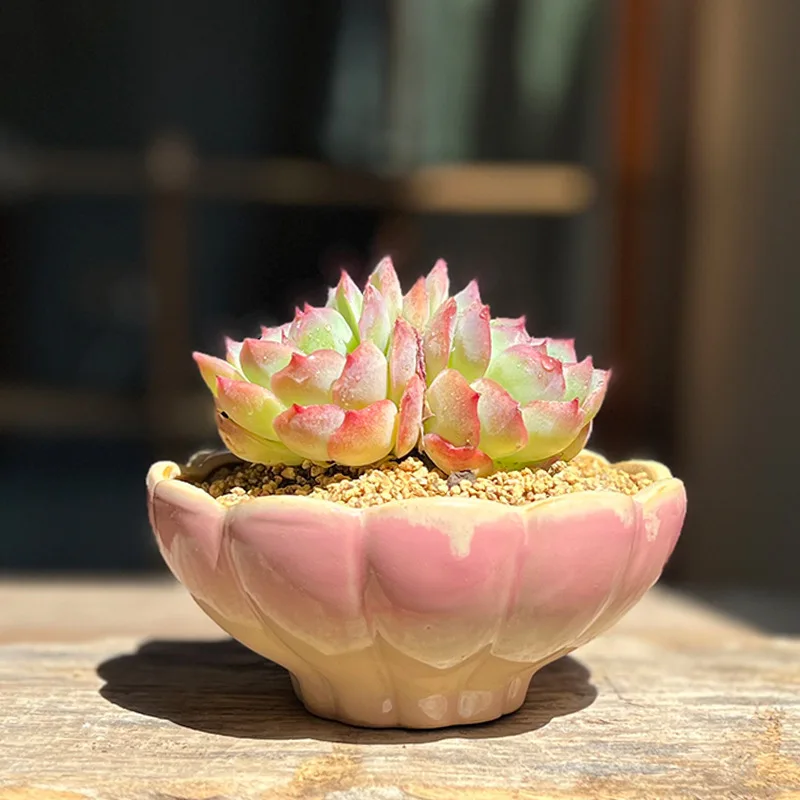 Large Caliber Succulent Plants Flower Pots Personalized Lotus Shaped Design Ceramic Planters