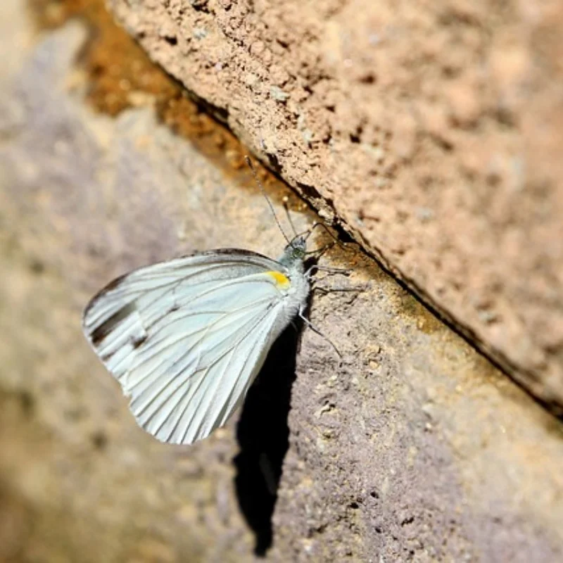 

Металлический комплект рамы шасси кузова RC подходит для WPL C14 C24 1/16, обновленный автомобиль, грузовик, запасные части для автомобиля, колесная база, сборная рама корпуса