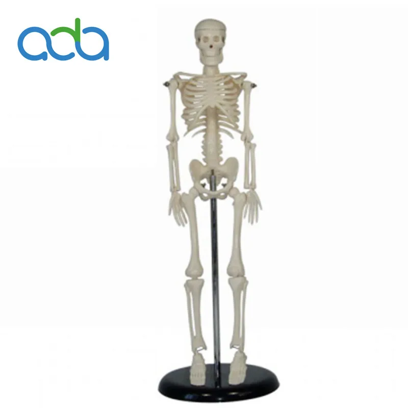 

42cm Human Skeleton Model Anatom Active Anatomical Manikin Whole Body Anatomy Medical Learn Aid Anatomy Skeletal Model BIX-A1006