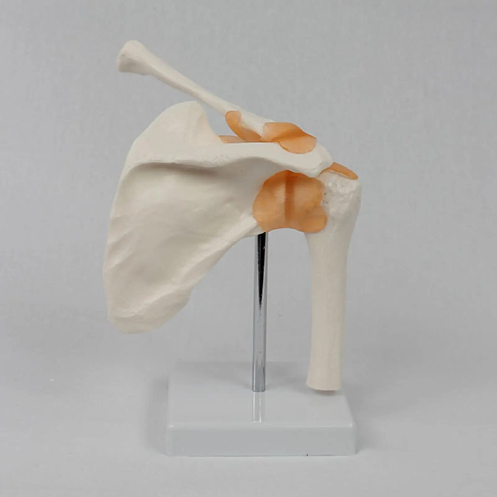 Shoulder Skeleton Model Realistic Anatomy PVC Teaching Tool for Human Body Study and Demonstration