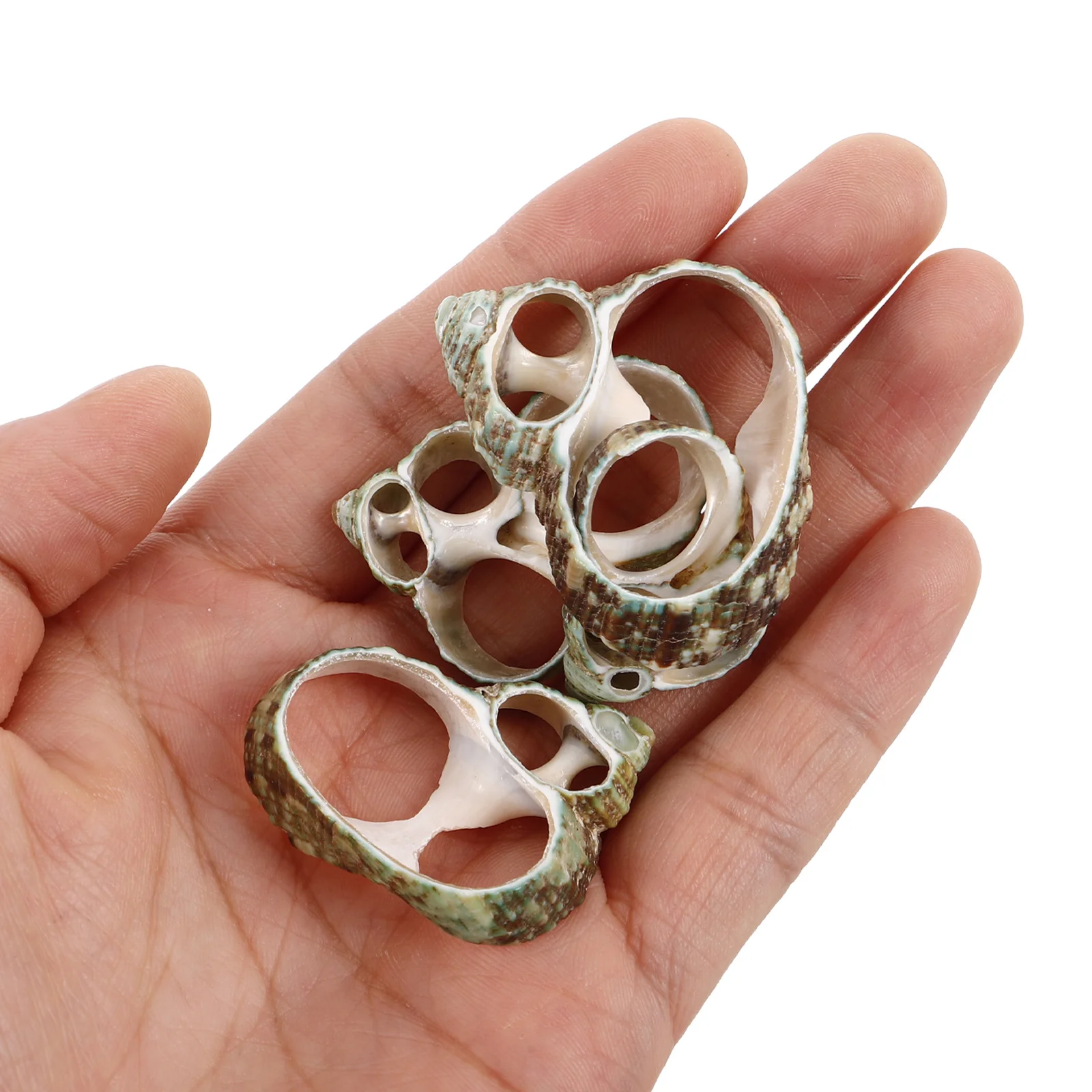 20Pcs Conch Shell Slices for DIY Crafting Jewelry Making Natural Seashells Beach Nautical Home Decoration Mixed Shell Slices