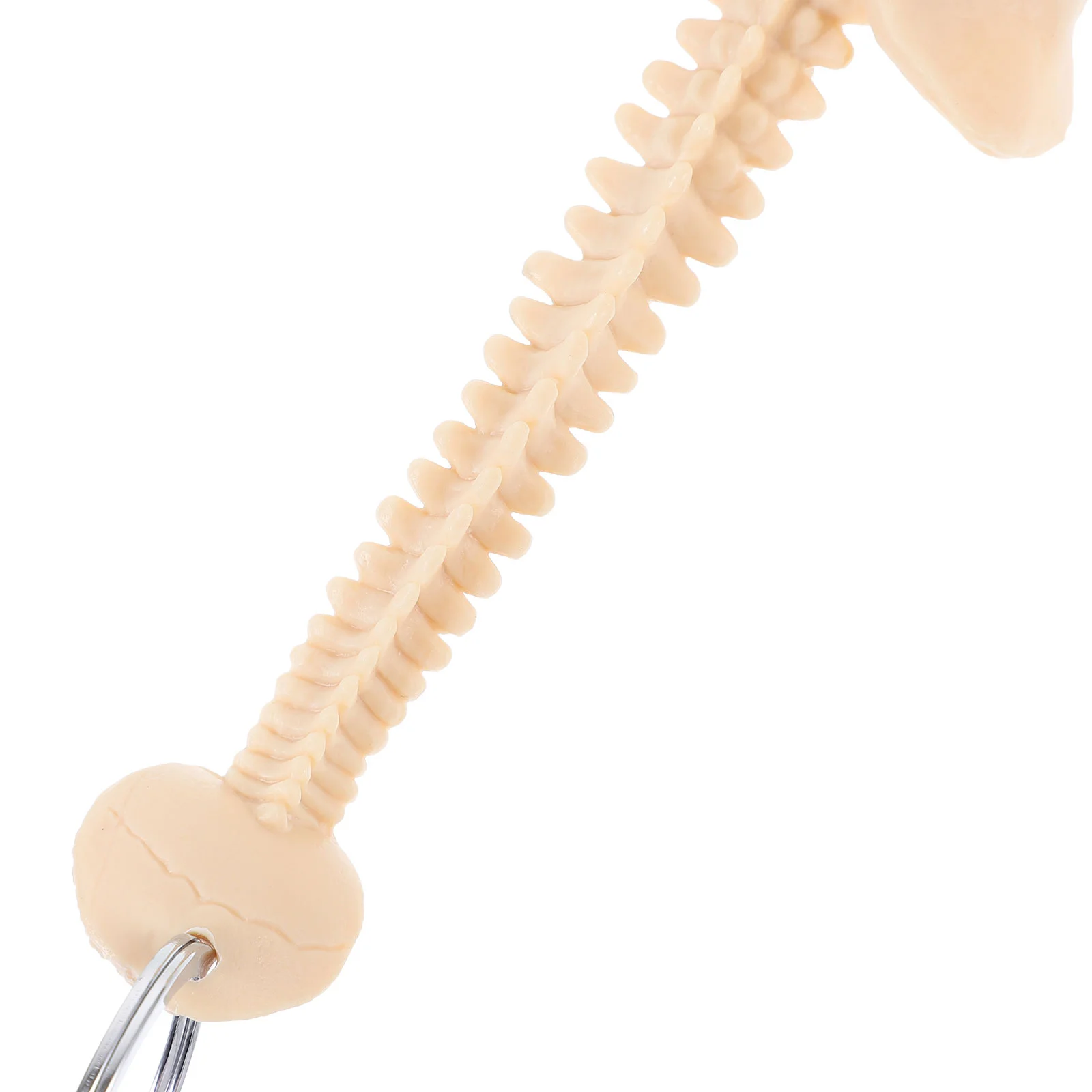 Key Human Spine Model Wrist Straps Plastic Pendant Keychain Beaded Beige Pvc Band