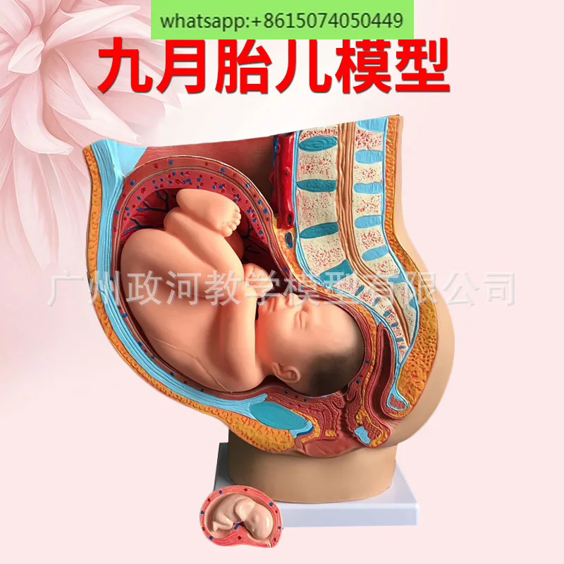 Female Sagittal Anatomy Model (4 Parts) Pelvic Pregnancy Nine Month Fetal Model for Intuitive Delivery