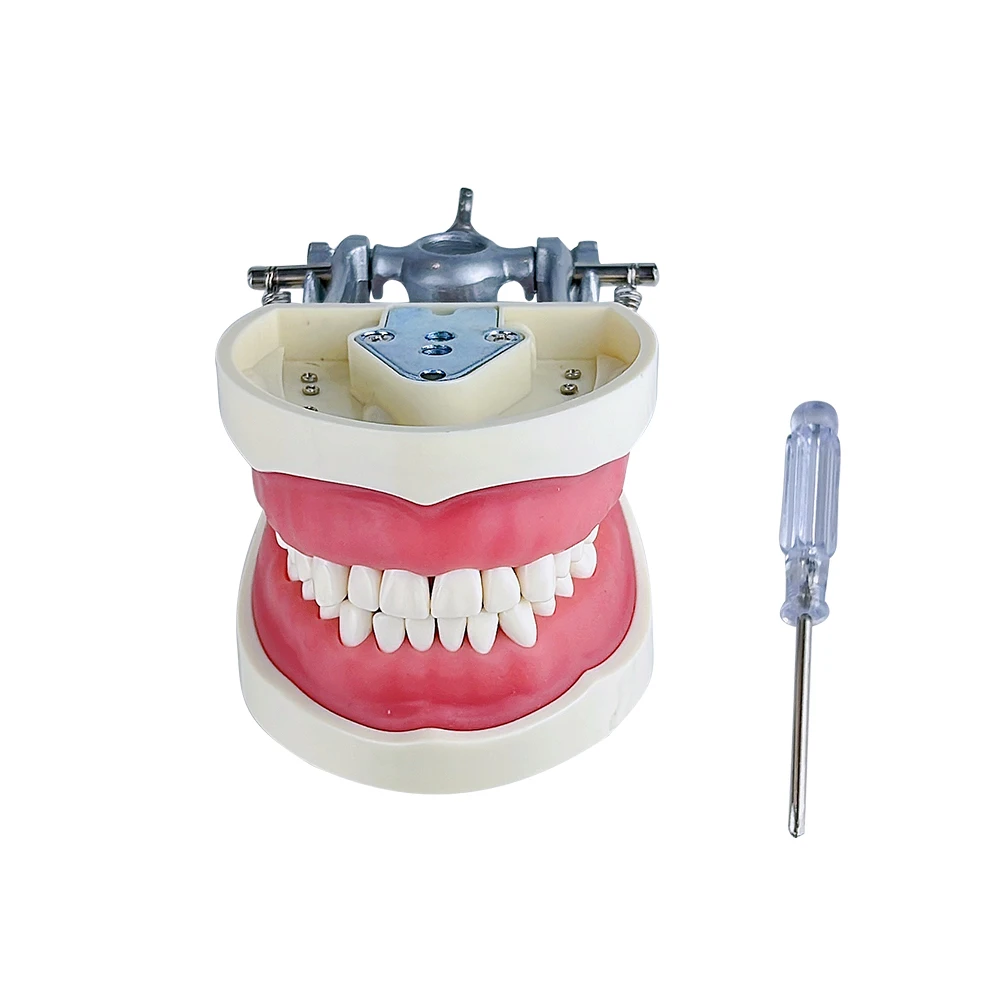 Dental Model nauczania szkolenia Typodont Model zębów technik gumy zęby szczęki modele z wymiennym zębów demonstracja badania