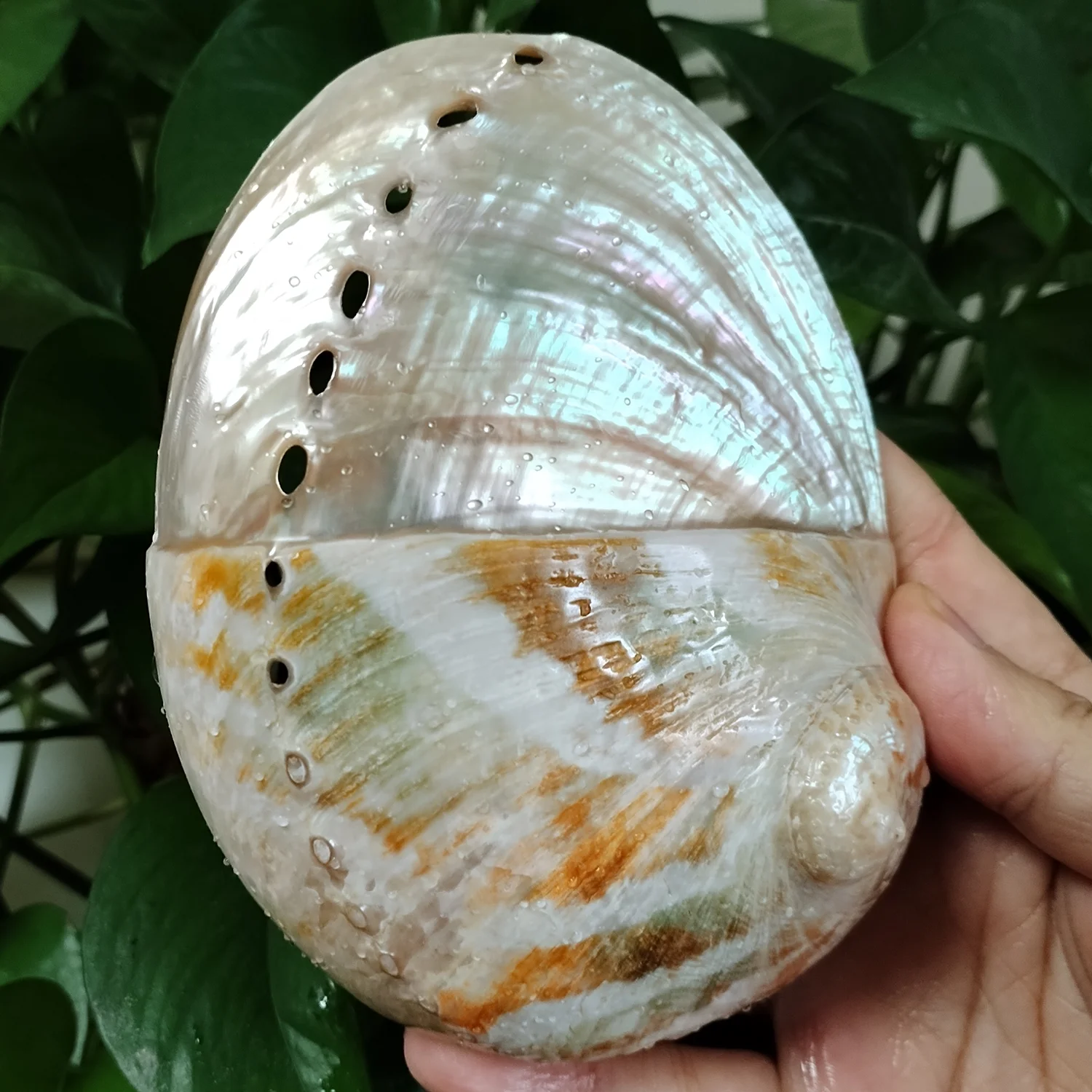 13CM Natural Abalone Seashell Half Polished Abalone Shell Smudge Bowl Perfect for holding Incense, Trinkets Home Decor