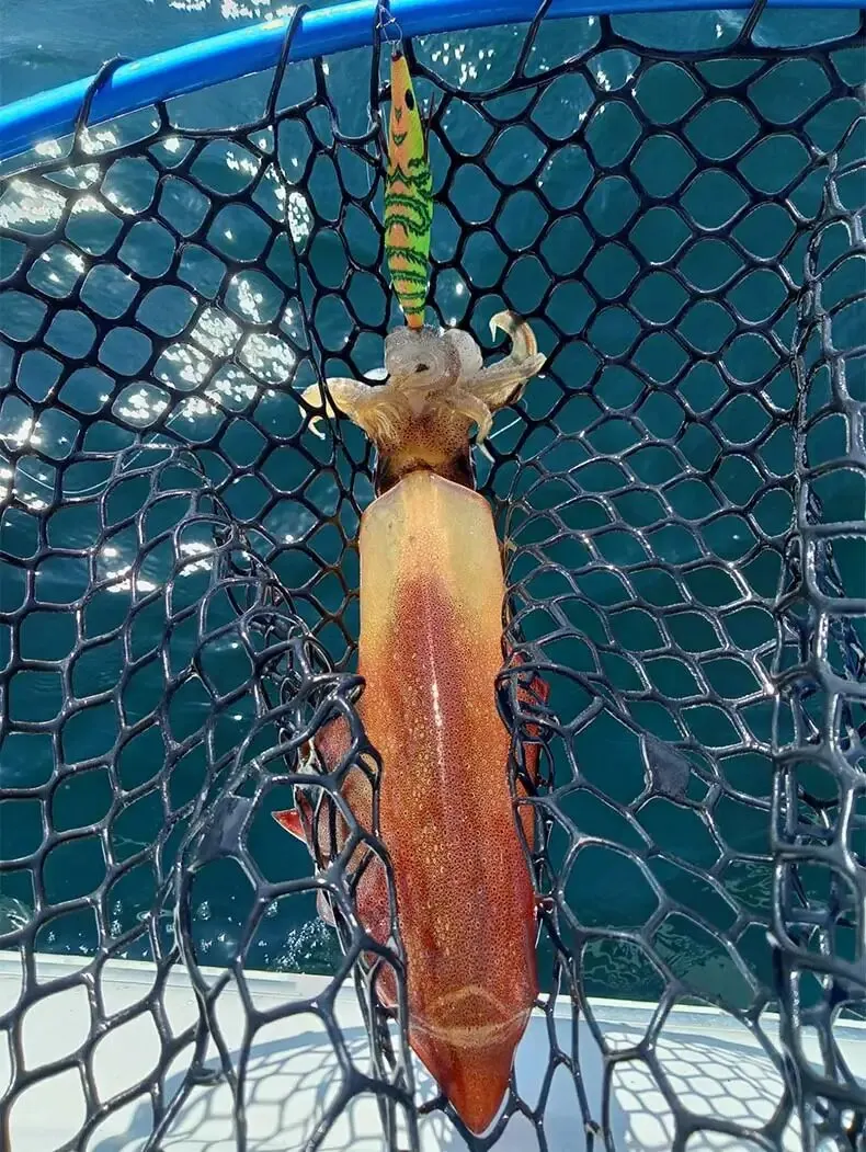 Kingdom Egi Leuchtender Tintenfisch-Köder Künstliche Jigging-Köder 2,5 # 3.0 # 3.5 # Sinkende Tintenfisch-Haken für Meeresfischerei Oktopus Sepia – Detail 5