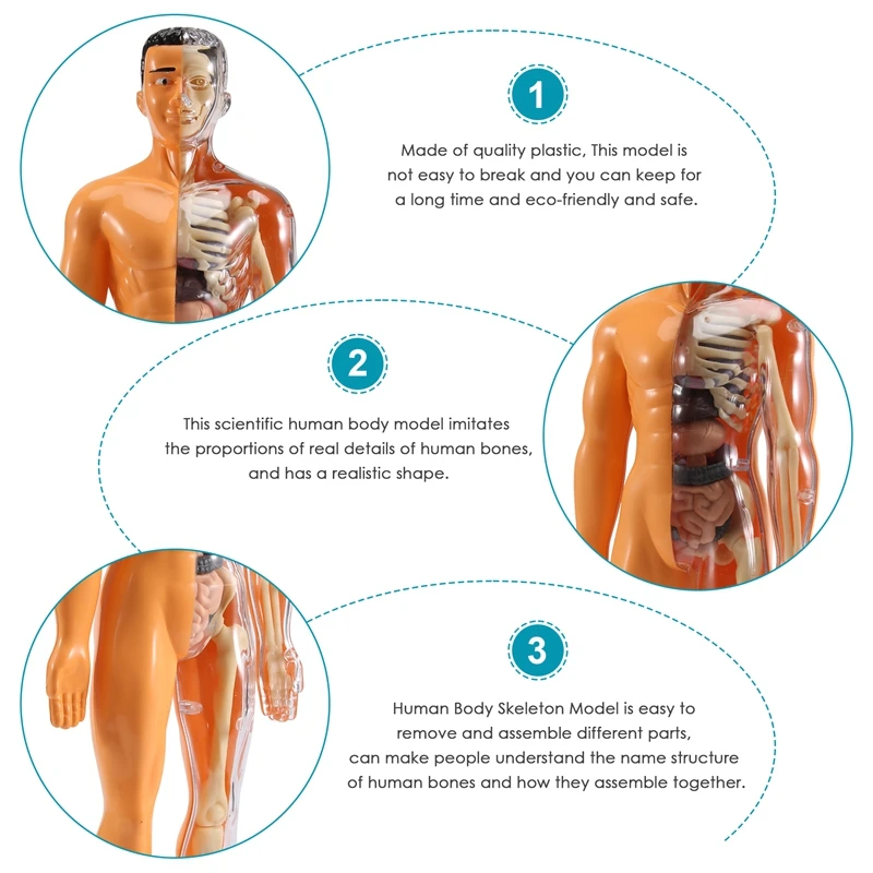 Modèles d'anatomie du corps humain 3D pour enfants, modules de bricolage en plastique, jouet Seton, aides à l'apprentissage précoce, science