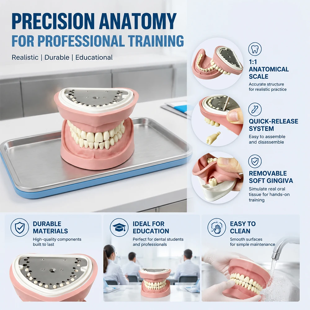 28 Teeth Dental Training Model Removable Silicone Gingiva Screw Fixed Resin Teeth Dentistry Practice Typodont Model