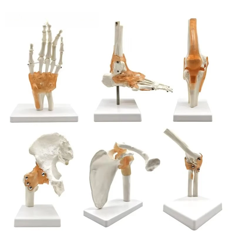 6 pcs/Set Anatomy Models Human Shoulder Elbow Hip Knee Hand Foot Joint Bone Models Human Joint Anatomy Model