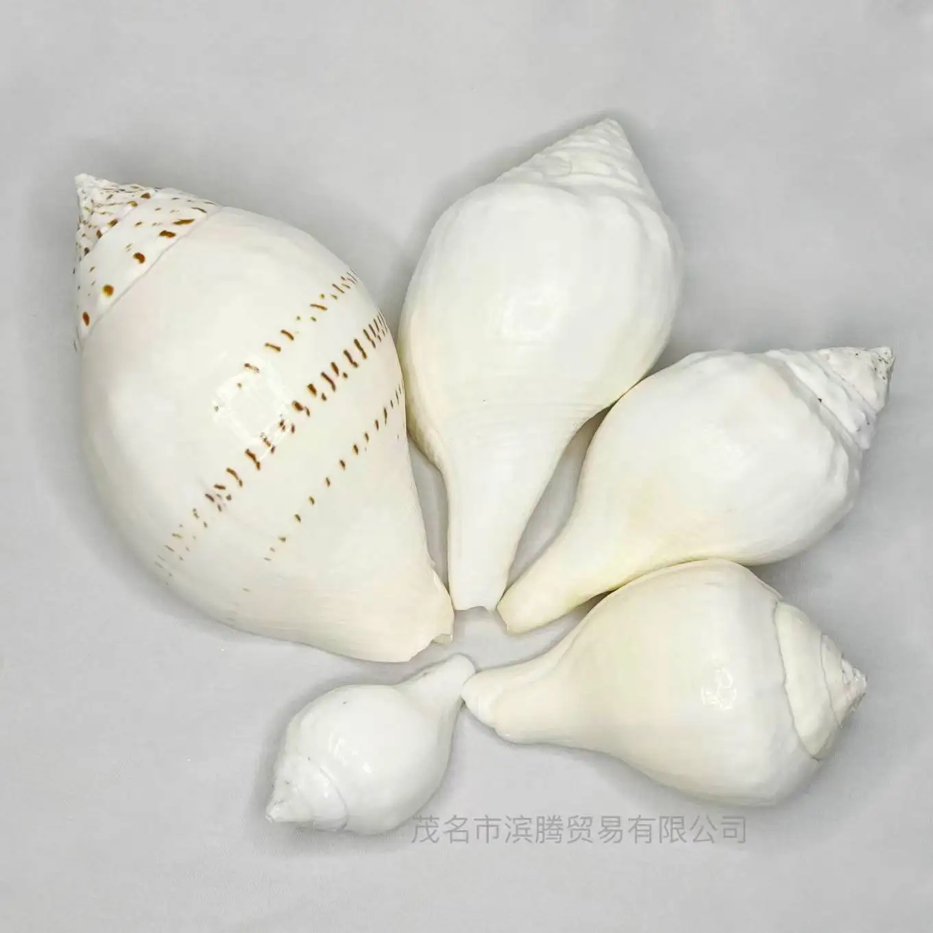 Natural Turbinella Shell - Indian Chank, Sacred Conch Craft, Aquarium Decor, Tourist Souvenir, Marine Themed Display, Religious
