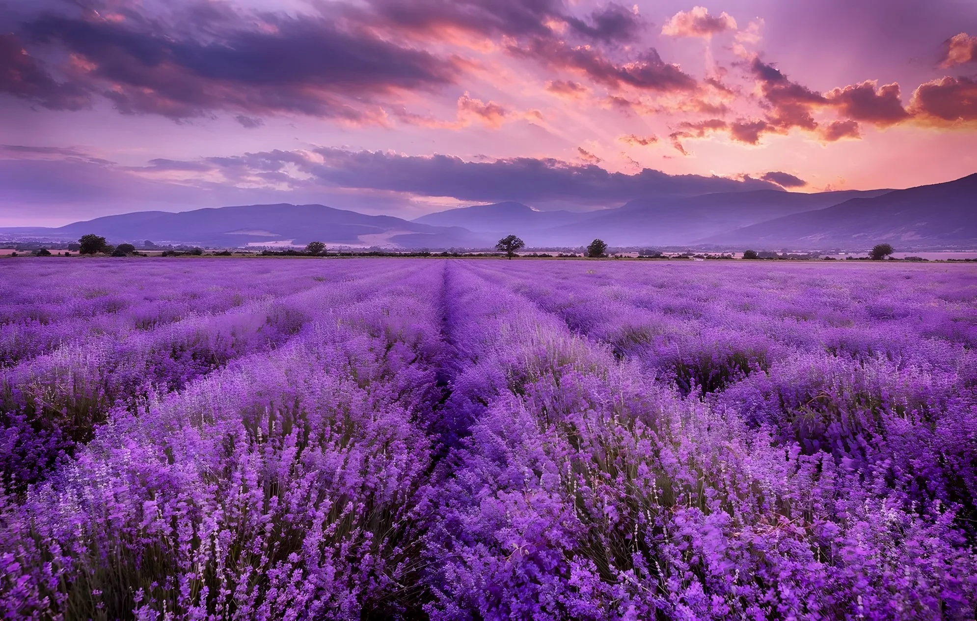 

JMINE Div 5D lavender field sunset mountain Full Diamond Painting cross stitch kits art floral 3D paint by diamonds