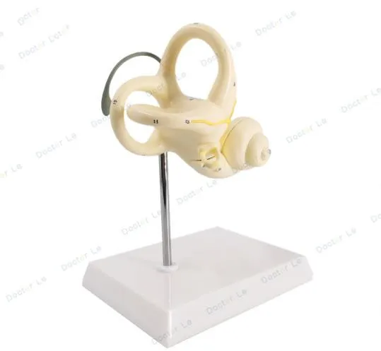 Semicircular canals of human ear model of labyrinth of inner ear anatomical model of Semicircular canals of cochlea