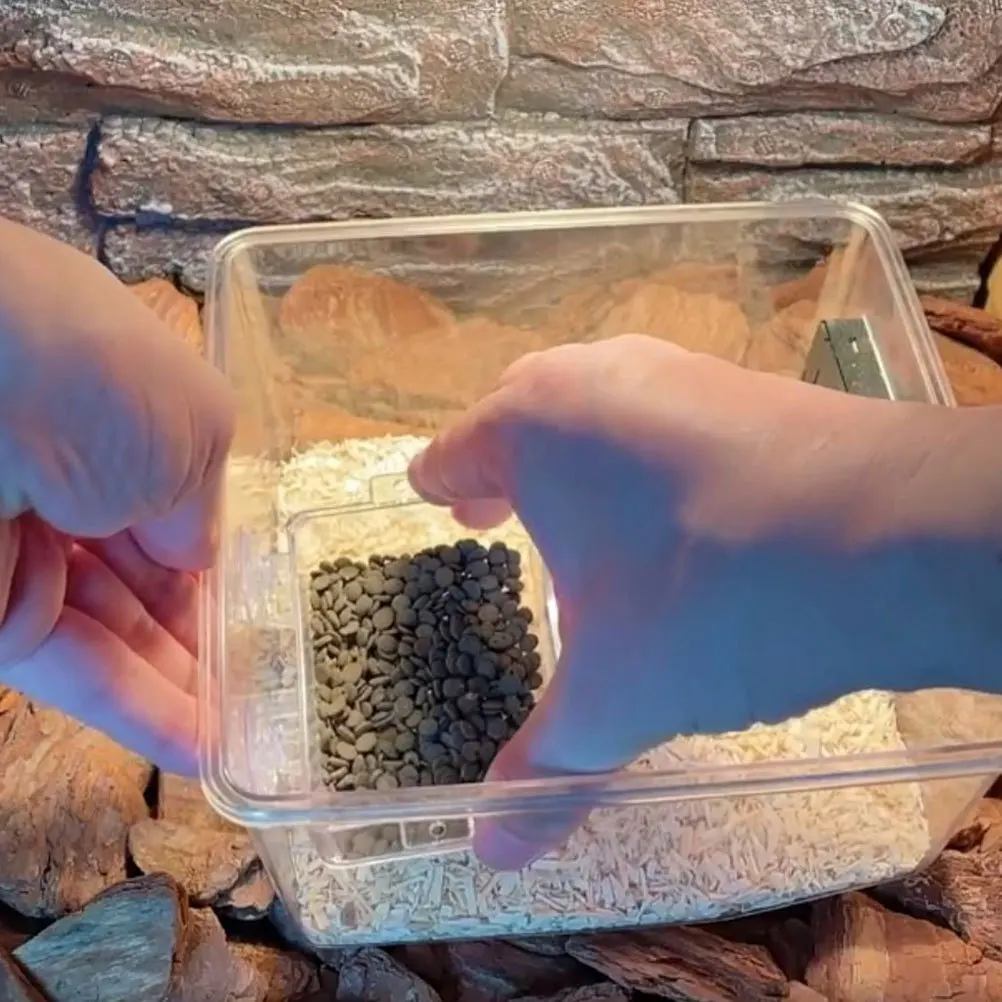 

Anti Escape Feeding Bowl Clear Lizard Water Feeding Container Smooth Edges Suction Cup Reptile Dish Gecko Feeder Reptile