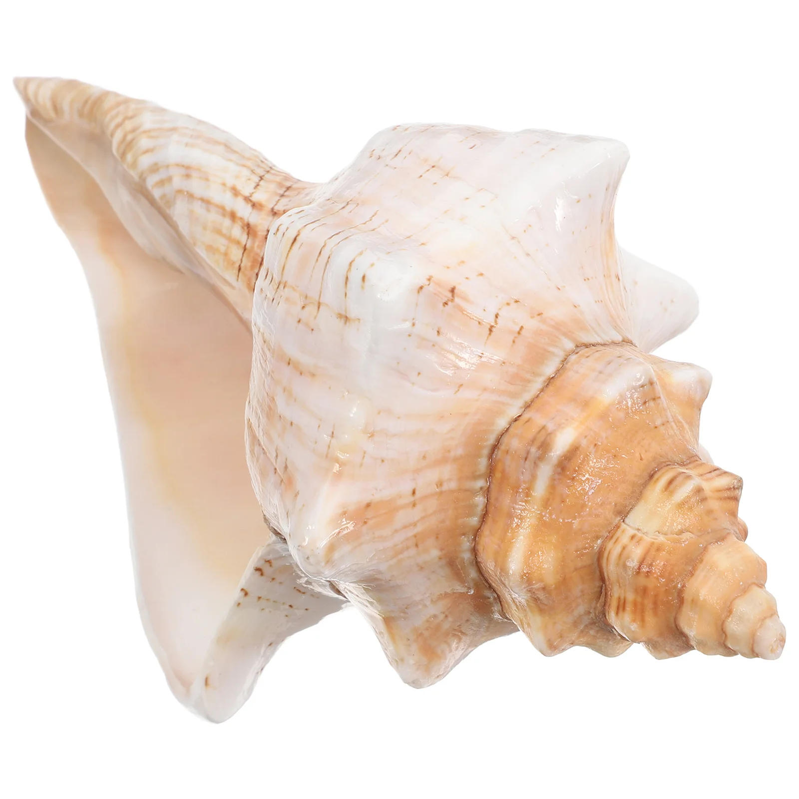 

Striped Conch Shell Decor For Aquarium Beach Theme Vase Filler Wedding Party Home Decor Shells Large Ocean Seashell