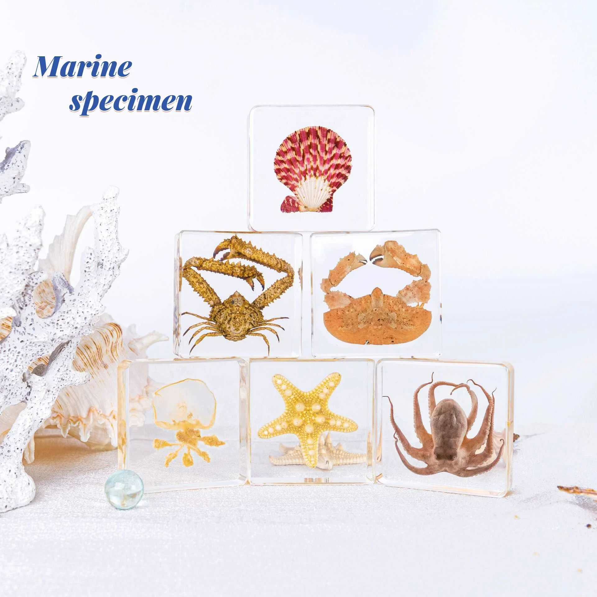 

Маленькое животное, настоящая насекомое, смола, караб, скорпион, паук знает жук, образец морского подарка, обучающее познание, домашний декор