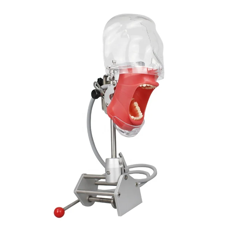 Dental Phantom Head Simulator for Student Practice Stomatology Phentom Bionic Head Model Teaching Simulation Tool Chair or Desk