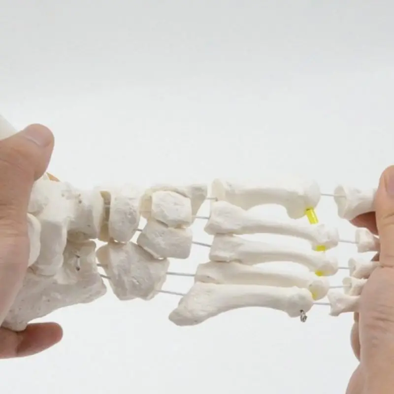 DARHMMY Flexible Foot Bone Model Human Skeleton Anatomy Medical Teaching Tool Educational Equipment joint model Life Size