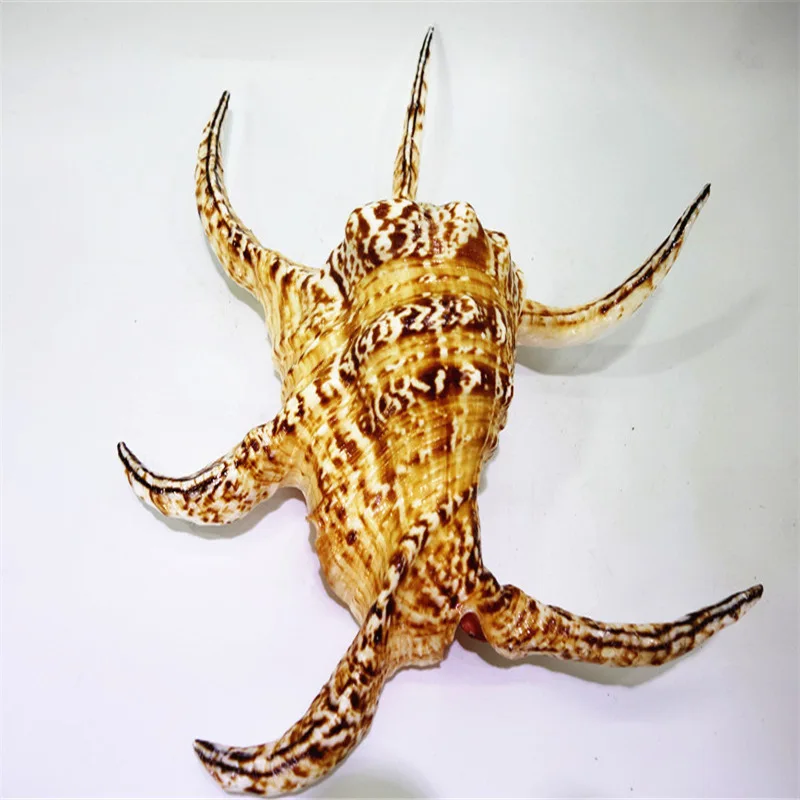 Natural Chiragra Spider Conch Sea Shell Large Conch Fish Tank Aquarium Roll Shellfish House Decor Home Table Party Ornaments