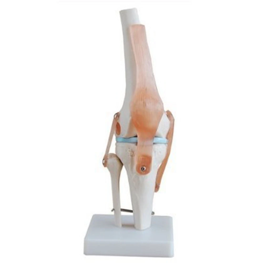 Modelo de simulación de articulación de rodilla, Anatomía Humana 1:1, tamaño real