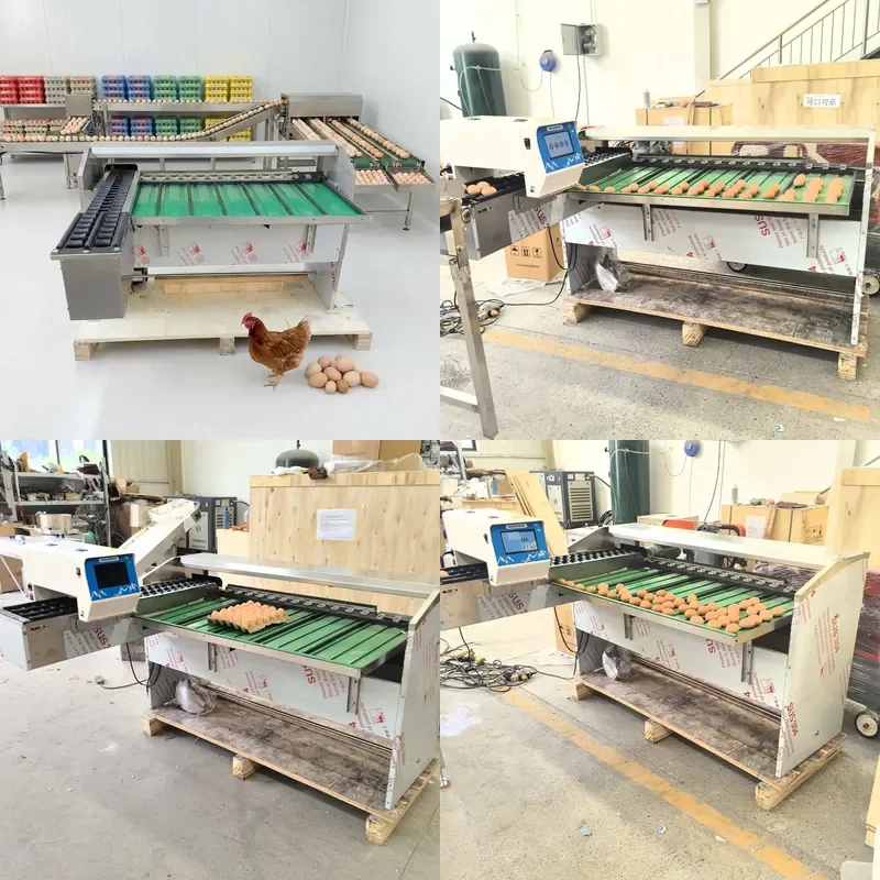 Automatic Egg Sorting Machine 10000 Eggs Hour Poultry Grading and Packaging Equipment for Farm Use High Efficiency
