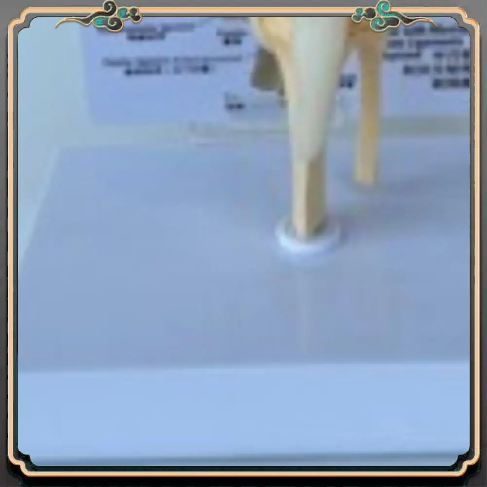 ASMA-Canines Knee Model Dog Joint Anatomical Model Dog Skeleton Model Animal Skeleton Anatomy  Science Gift