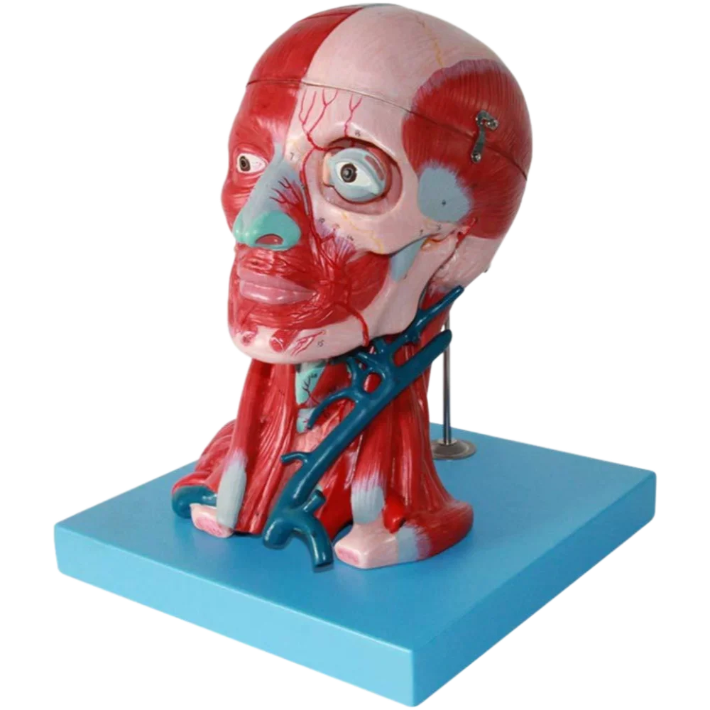 Medical Anatomical Human Head and Neck Muscle & Blood Vessel with Brain Model