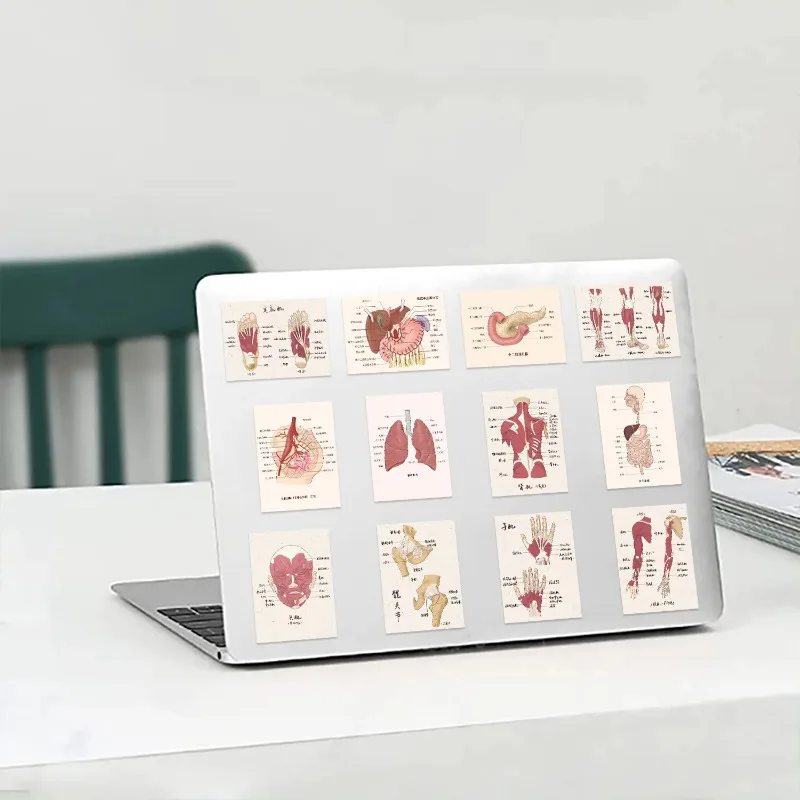 Human Body Organ Stickers |50Pcs Human Anatomy Waterproof Vinyl Decals for Water Bottles Laptop Phone Decor