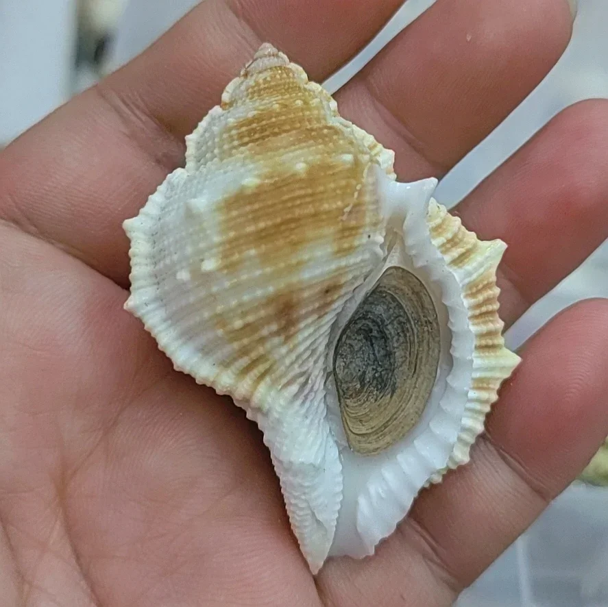 Natural Conch Shells Specimen Snail Hermit Crab Shell Replacement Collection Gift Fish Tank Aquatic Landscape Shooting Prop