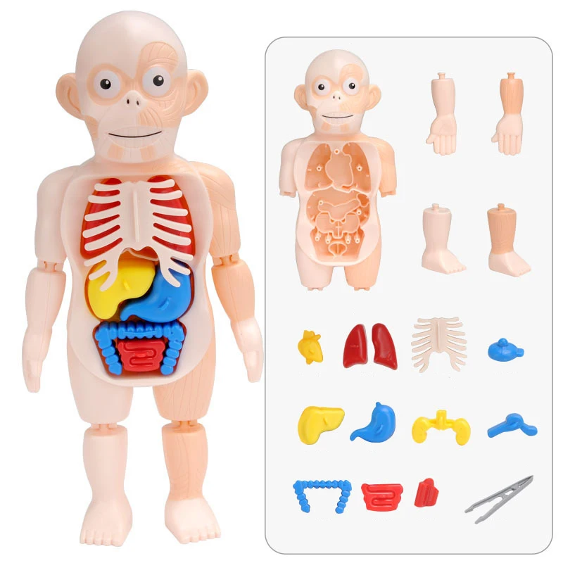 Órgãos humanos corpo visco modelo stem iluminação educacional brinquedo diy quebra-cabeças criança blocos de jogo cognição conjunto aprendizagem presente