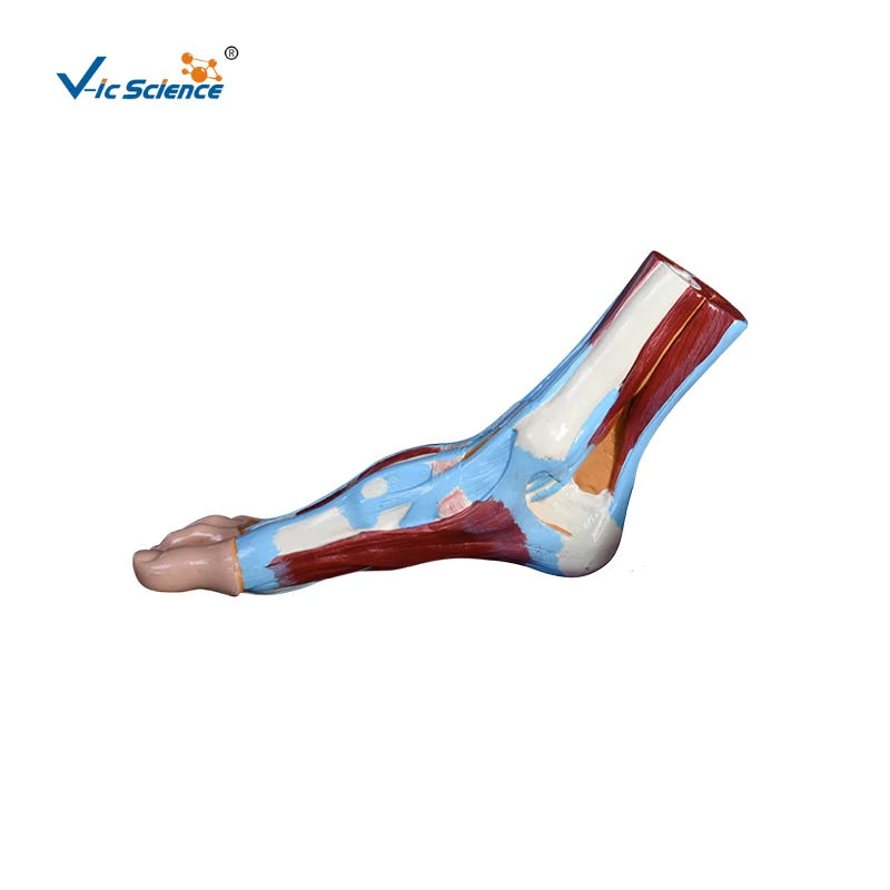 

Advanced PVC Educational Foot Anatomical Model Human Muscle Model for Teaching Students