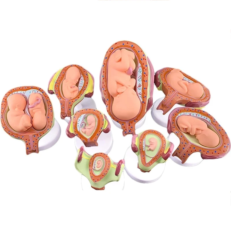 Pregnancy Embryo Development Process Model Anatomical Human Fetal Model Education Teaching Tool