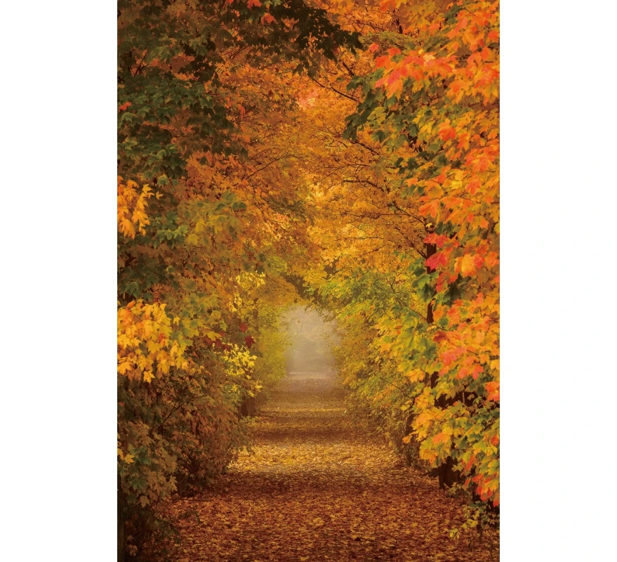 Telón de fondo de paisaje de bosque otoñal, hojas caídas, camino de campo de árbol, paisaje de naturaleza, retrato de fotografía, Fondo de estudio