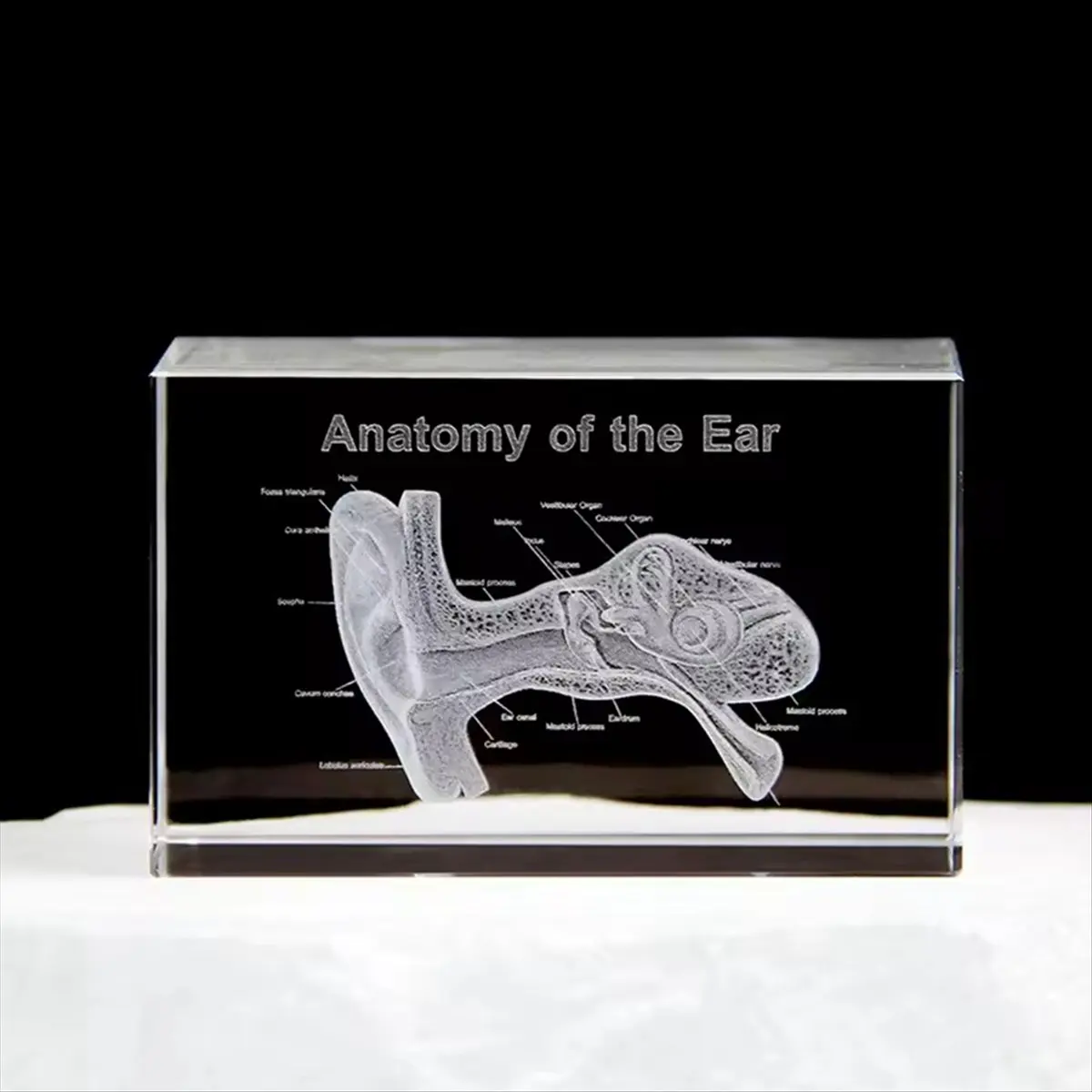 

AT16 3D Ear Organ Model Crystal Cube Otology Science Gifts Crystal Glass Figurine Paperweight Human Organ Statue B