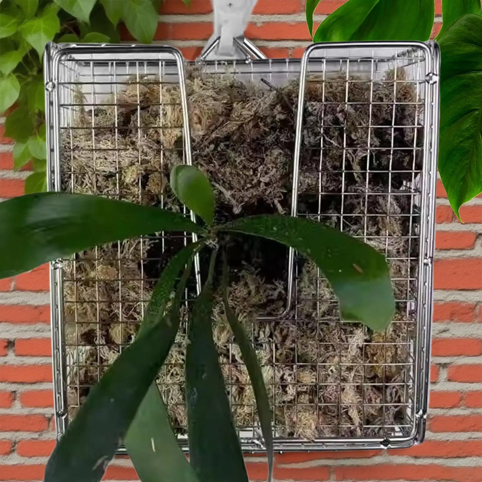 Staghorn السرخس جبل Staghorn السرخس جدار زارع سلة 304 سلة من الفولاذ المقاوم للصدأ مع تصميم عمودي لساحة غرفة المعيشة #3