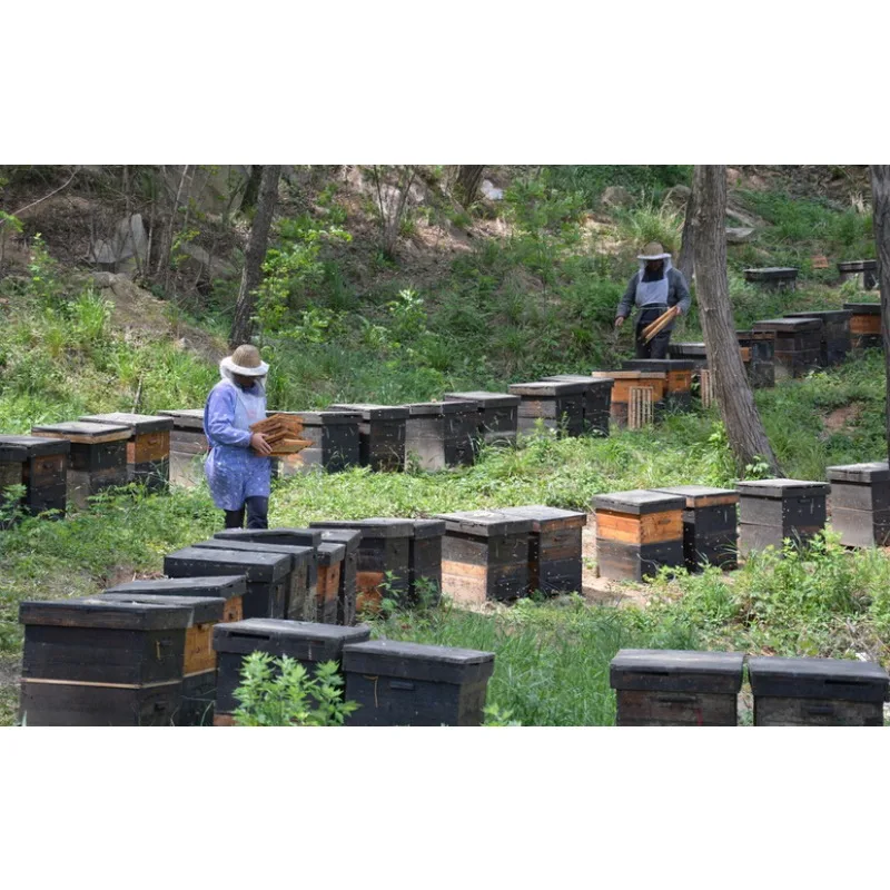 Plastic Self-Flowing Hive Frames – Compatible with Flow Hive, Automatic Honey Harvest SystemGoods in stock