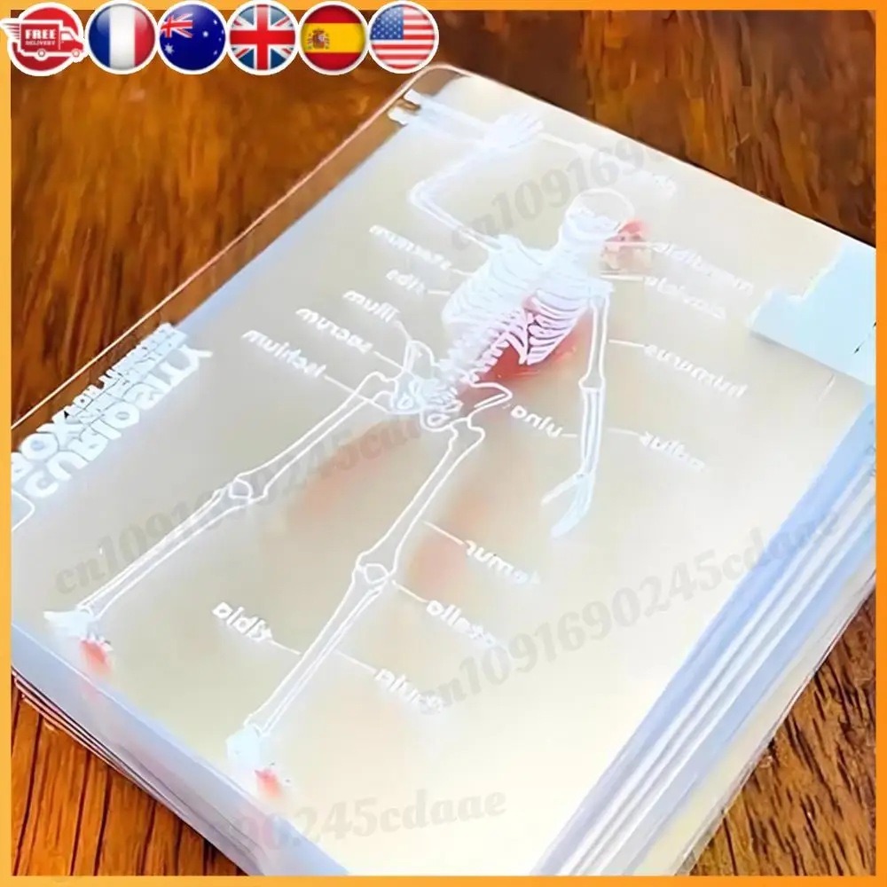 Kartu Tubuh Manusia Kartu Edukasi Gambar 3D yang Dapat Digunakan Kembali Kartu Bermain Transparan Multifungsi untuk Hadiah Teman